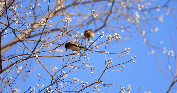 寒冷的冬季小鸟在枝头觅食视频