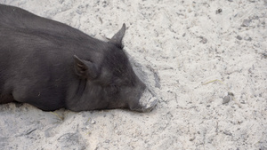 猪生态农场家畜养殖牲畜9秒视频
