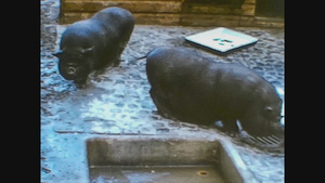 1966年黑猪养殖6秒视频