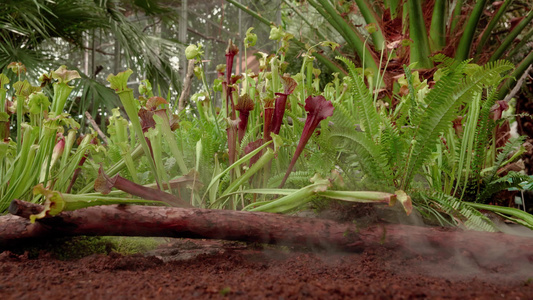 食肉植物在热带森林中捕捉昆虫视频