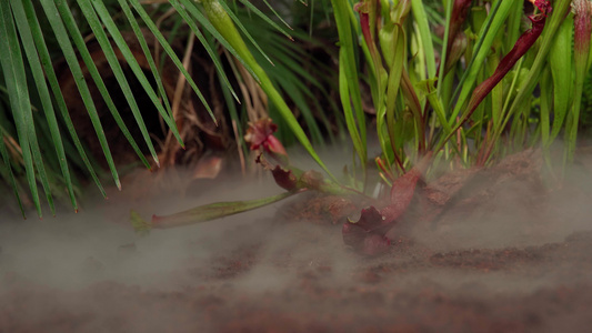 在雨林中的清晨雾中食肉植物的蛋白质视频