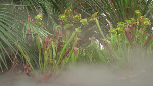 在雨林中的清晨雾中食肉植物13秒视频