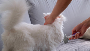 猫用特别的刷子梳着毛发27秒视频
