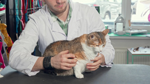 坐在兽医办公室考试桌上的可爱小猫在兽医办公室10秒视频