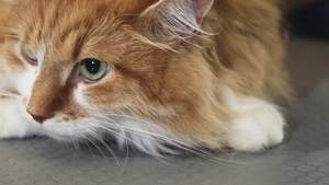 一只美丽的绿眼姜猫8秒视频