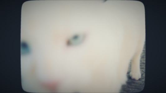 白猫向相机走来视频