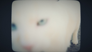 白猫向相机走来8秒视频