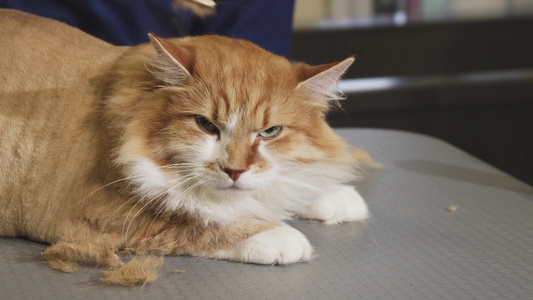 被一个专业兽医剪裁的美丽的睡猫视频