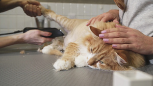 一个可爱的姜猫躺在桌子上被一个兽医剃了胡子17秒视频