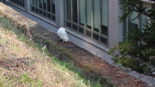 白猫在田野中行走视频