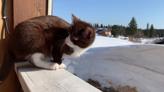 冬天一只可爱的小猫坐在外面的木栅栏上一只棕色毛茸茸视频