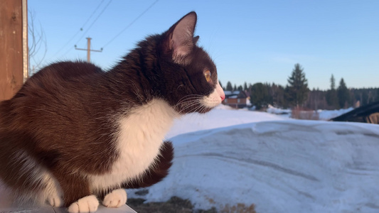 冬天一只可爱的小猫坐在外面的木栅栏上一只棕色毛茸茸视频