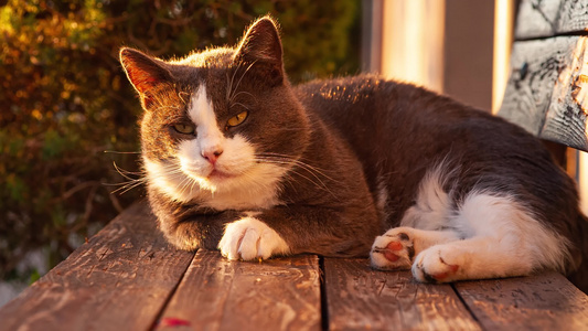 日落时睡猫咪视频