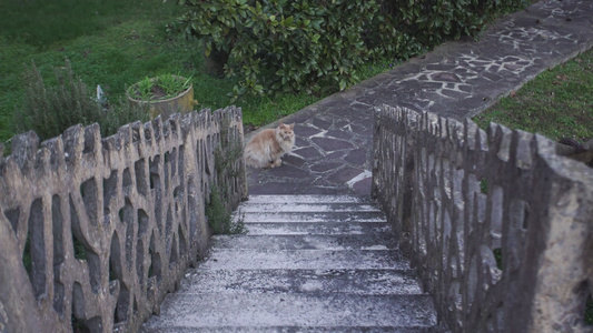 主coon猫视频