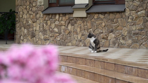 位于私人住宅入口附近的花园里的猫10秒视频