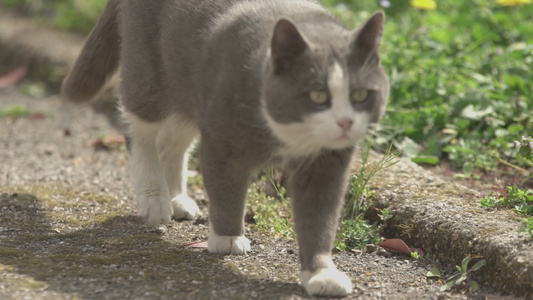 猫在花园中行走视频