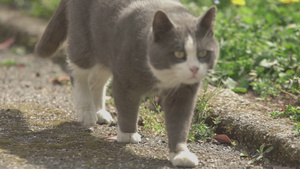 猫在花园中行走6秒视频