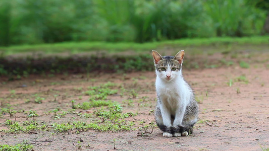 左边的猫早上在地上坐着视频