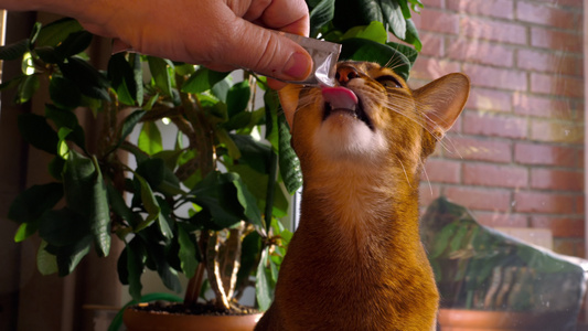 深海猫吃奶油汤视频