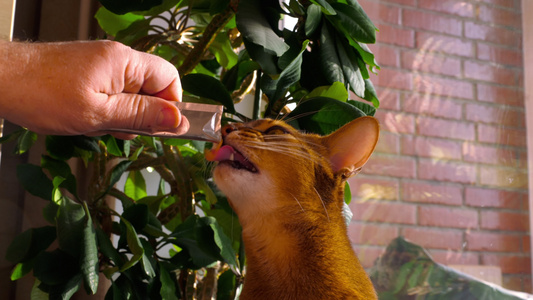 深海猫吃奶油汤视频