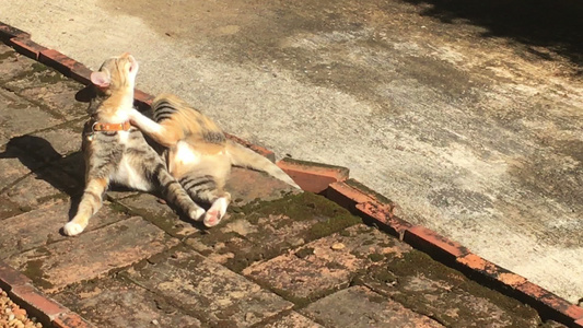 夏日阳光下的猫视频