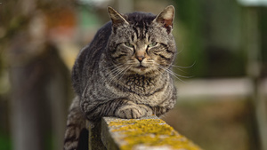 猫坐在墙上10秒视频