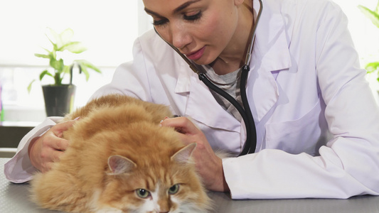 专业女兽医用听诊器检查可爱的姜小猫视频