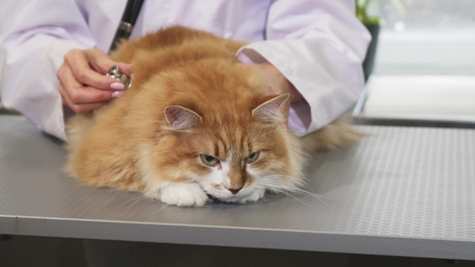 由专业兽医对一只毛茸茸的姜小猫进行检查视频
