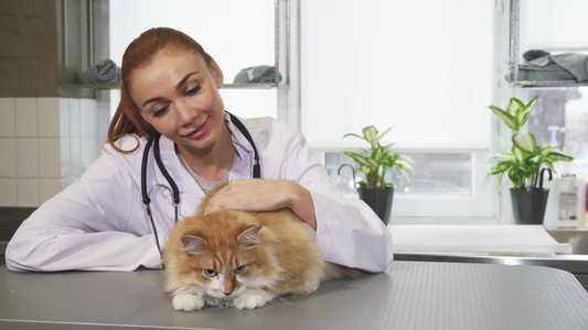 美丽的年轻女专业兽医在工作时抚摸一只猫视频
