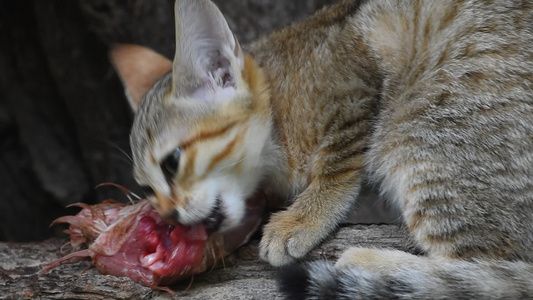 食鸡肉的阿拉伯野猫小猫视频