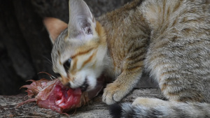 食鸡肉的阿拉伯野猫小猫12秒视频