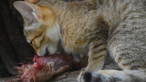 食鸡肉的阿拉伯野猫小猫16秒视频