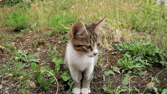 花园里的小猫咪视频