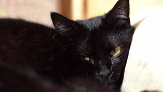美丽的黑猫放松午睡躺在沙发上紧闭视频