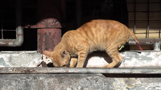 尾尾尾伤黄猫视频