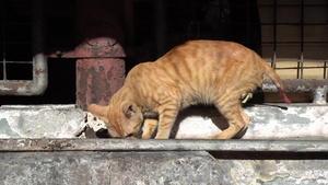 尾伤黄猫10秒视频