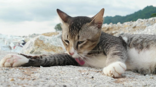 一只肥胖的猫清洗它的毛皮视频