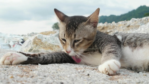 一只肥胖的猫清洗它的毛皮10秒视频