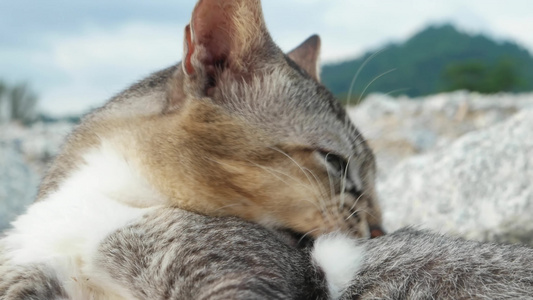 闭上一只灰猫的头视频