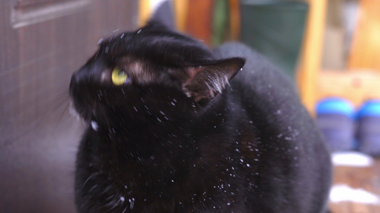 雪花里的惊吓黑猫想回家的近距离接近视频