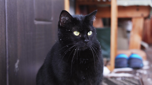 一只黑猫坐在房子的门下仔细地看望着远处视频
