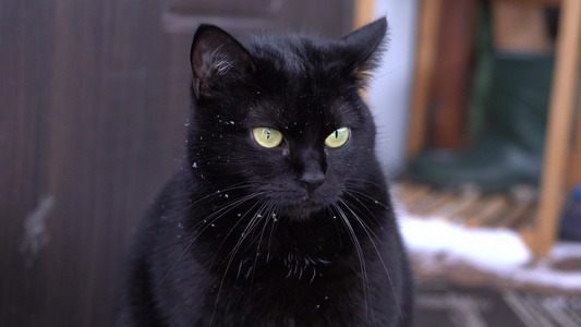 黑猫脸在雪上闪亮的黄眼视频
