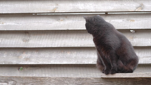 一只美丽的黑大羽毛黑猫坐在木篱笆的幕后仔细地看着近身26秒视频
