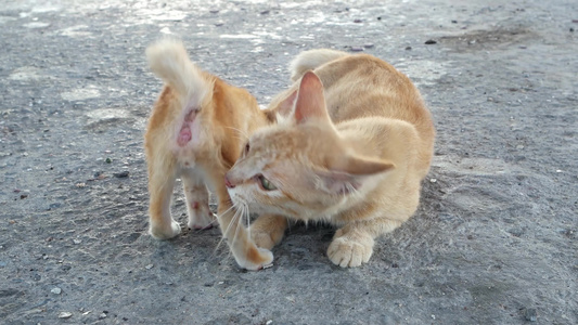 可爱的小猫和妈妈玩视频