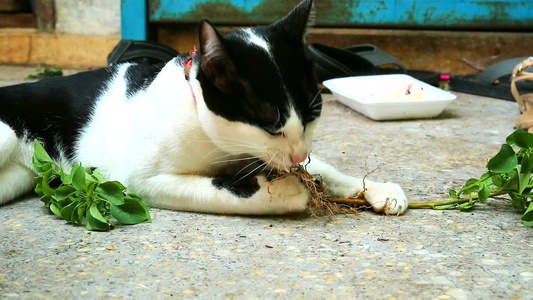 食猫根治病烧热维持消化系统视频