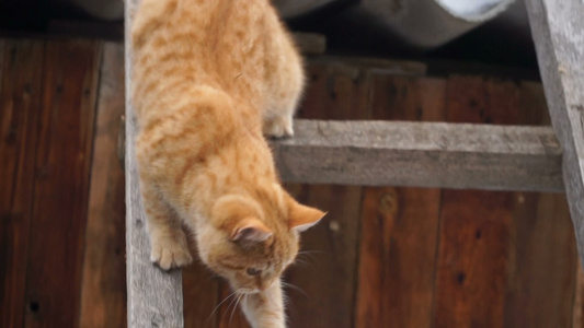 记录红猫从楼梯下下来的画面视频