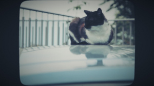 猫咪睡在车顶上7秒视频