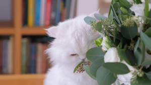 美丽的白猫在吃鲜花15秒视频