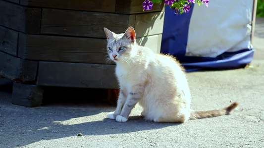 一只蓝眼睛的金发美女猫坐着摇尾巴视频