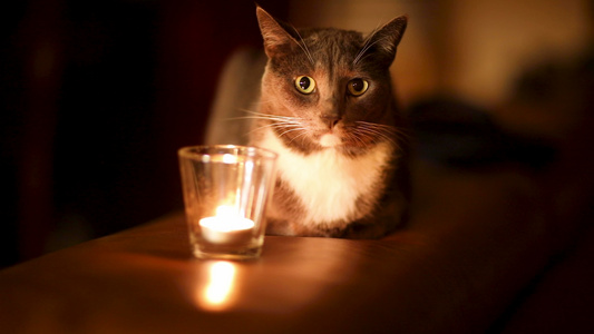 灰猫看着蜡烛感觉舒适的爱护视频
